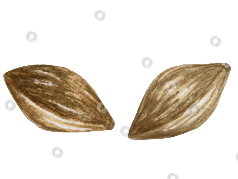 Скачать Ветка со сливами, набор фиолетовых ягод на белом фоне, ботаническая иллюстрация, выполненная акварелью от руки, спелые фрукты фотосток Ozero