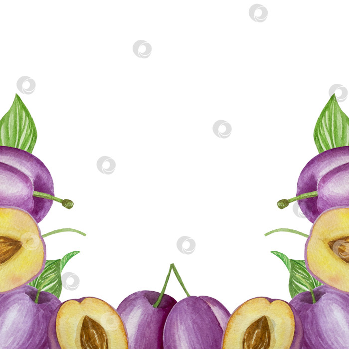 Скачать Ветка со сливами, набор фиолетовых ягод на белом фоне, ботаническая иллюстрация, выполненная акварелью от руки, спелые фрукты фотосток Ozero