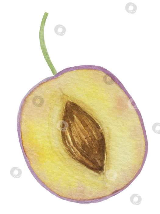 Скачать Ветка со сливами, набор фиолетовых ягод на белом фоне, ботаническая иллюстрация, выполненная акварелью от руки, спелые фрукты фотосток Ozero