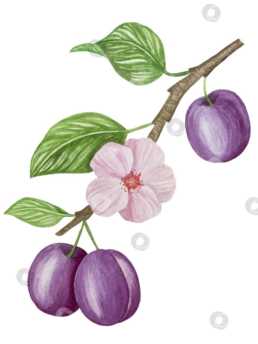 Скачать Ветка со сливами, набор фиолетовых ягод на белом фоне, ботаническая иллюстрация, выполненная акварелью от руки, спелые фрукты фотосток Ozero