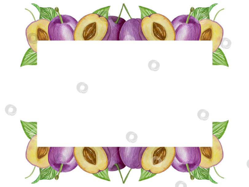 Скачать Ветка со сливами, набор фиолетовых ягод на белом фоне, ботаническая иллюстрация, выполненная акварелью от руки, спелые фрукты фотосток Ozero