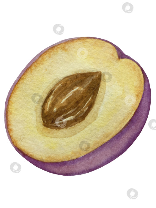 Скачать Ветка со сливами, набор фиолетовых ягод на белом фоне, ботаническая иллюстрация, выполненная акварелью от руки, спелые фрукты фотосток Ozero