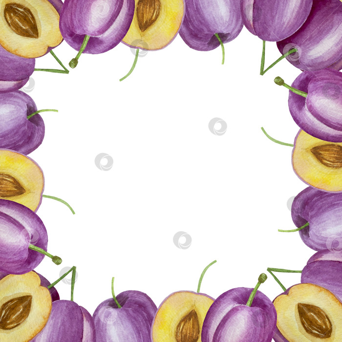 Скачать Ветка со сливами, набор фиолетовых ягод на белом фоне, ботаническая иллюстрация, выполненная акварелью от руки, спелые фрукты фотосток Ozero