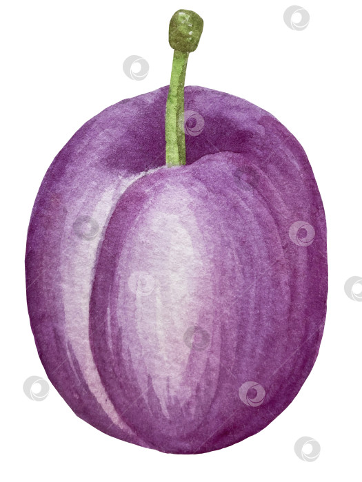 Скачать Ветка со сливами, набор фиолетовых ягод на белом фоне, ботаническая иллюстрация, выполненная акварелью от руки, спелые фрукты фотосток Ozero