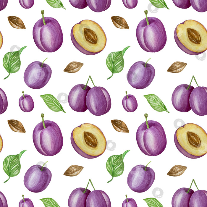 Скачать Ветка со сливами, набор фиолетовых ягод на белом фоне, ботаническая иллюстрация, выполненная акварелью от руки, спелые фрукты фотосток Ozero
