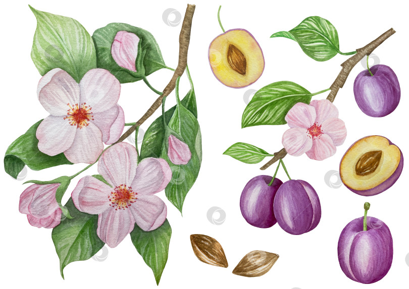 Скачать Ветка со сливами, набор фиолетовых ягод на белом фоне, ботаническая иллюстрация, выполненная акварелью от руки, спелые фрукты фотосток Ozero