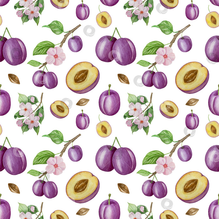 Скачать Ветка со сливами, набор фиолетовых ягод на белом фоне, ботаническая иллюстрация, выполненная акварелью от руки, спелые фрукты фотосток Ozero
