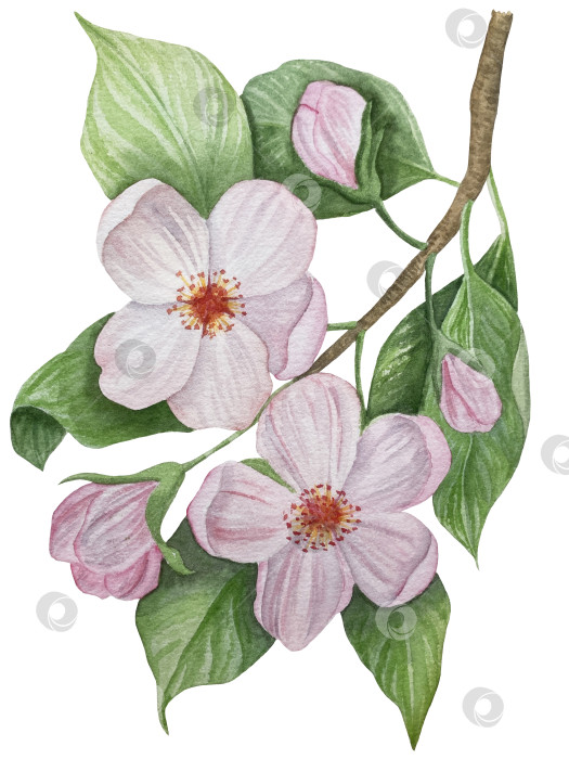 Скачать Ветка со сливами, набор фиолетовых ягод на белом фоне, ботаническая иллюстрация, выполненная акварелью от руки, спелые фрукты фотосток Ozero