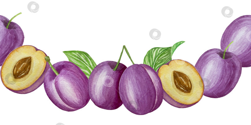 Скачать Ветка со сливами, набор фиолетовых ягод на белом фоне, ботаническая иллюстрация, выполненная акварелью от руки, спелые фрукты фотосток Ozero