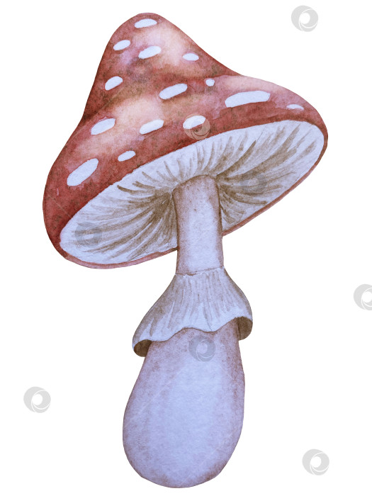 Скачать Набор акварельных иллюстраций с мифическими эзотерическими элементами и духовными колдовскими предметами. Книга заклинаний, небесные кристаллы, зелья, свечи, грибы, карты Таро. Идеально подходит для фэнтезийного дизайна и колдовских визуальных эффектов фотосток Ozero