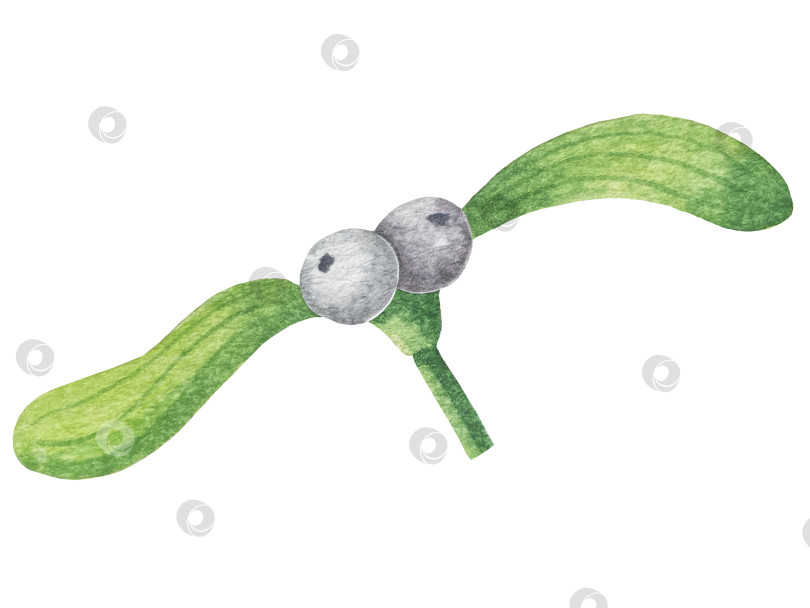 Скачать Набор ярких акварельных иллюстраций с изображением омелы и ягод остролиста. Коллекция акварельных веток, листьев и ягод рождественской елки для новогодних поздравительных открыток и оформления баннеров фотосток Ozero