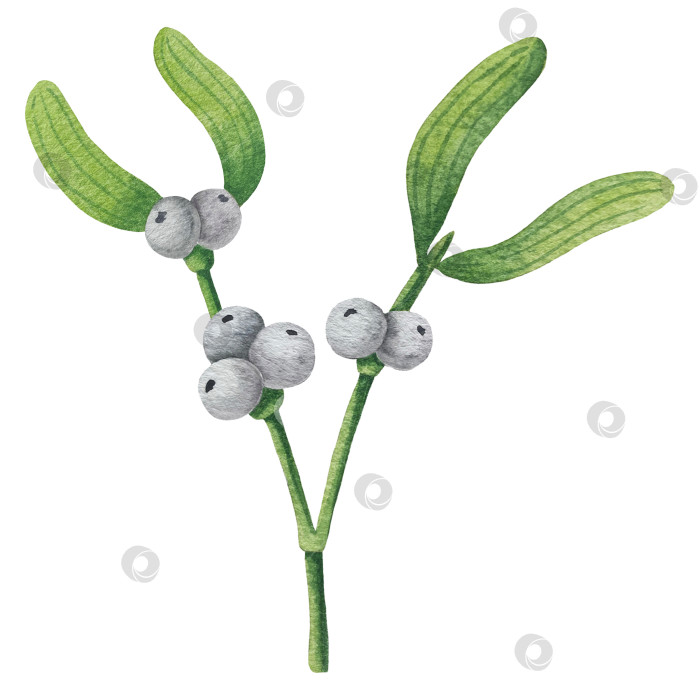 Скачать Набор ярких акварельных иллюстраций с изображением омелы и ягод остролиста. Коллекция акварельных веток, листьев и ягод рождественской елки для новогодних поздравительных открыток и оформления баннеров фотосток Ozero