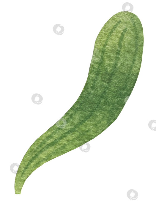 Скачать Набор ярких акварельных иллюстраций с изображением омелы и ягод остролиста. Коллекция акварельных веток, листьев и ягод рождественской елки для новогодних поздравительных открыток и оформления баннеров фотосток Ozero