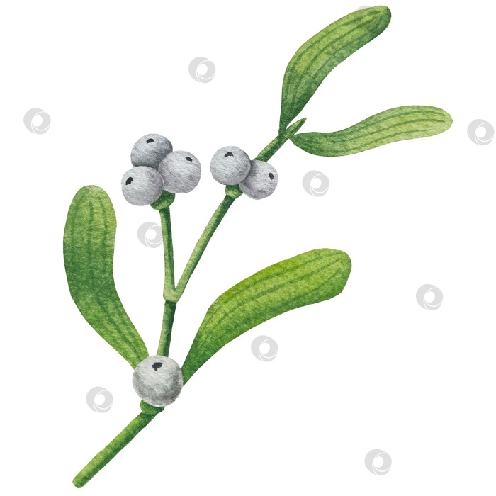 Скачать Набор ярких акварельных иллюстраций с изображением омелы и ягод остролиста. Коллекция акварельных веток, листьев и ягод рождественской елки для новогодних поздравительных открыток и оформления баннеров фотосток Ozero