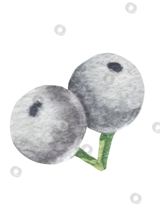 Скачать Набор ярких акварельных иллюстраций с изображением омелы и ягод остролиста. Коллекция акварельных веток, листьев и ягод рождественской елки для новогодних поздравительных открыток и оформления баннеров фотосток Ozero