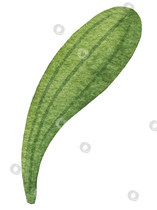 Скачать Набор ярких акварельных иллюстраций с изображением омелы и ягод остролиста. Коллекция акварельных веток, листьев и ягод рождественской елки для новогодних поздравительных открыток и оформления баннеров фотосток Ozero