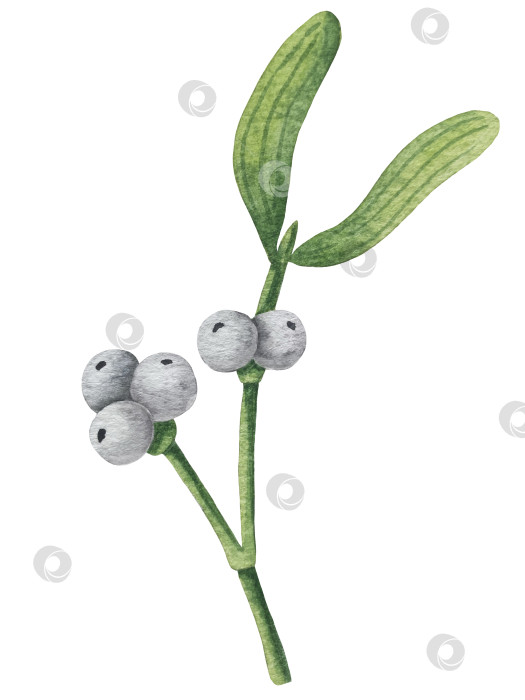 Скачать Набор ярких акварельных иллюстраций с изображением омелы и ягод остролиста. Коллекция акварельных веток, листьев и ягод рождественской елки для новогодних поздравительных открыток и оформления баннеров фотосток Ozero