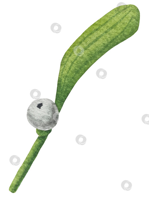 Скачать Набор ярких акварельных иллюстраций с изображением омелы и ягод остролиста. Коллекция акварельных веток, листьев и ягод рождественской елки для новогодних поздравительных открыток и оформления баннеров фотосток Ozero