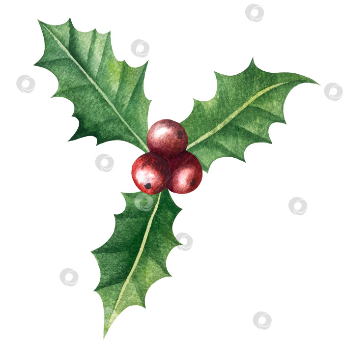 Скачать Набор ярких акварельных иллюстраций с изображением омелы и ягод остролиста. Коллекция акварельных веток, листьев и ягод рождественской елки для новогодних поздравительных открыток и оформления баннеров фотосток Ozero