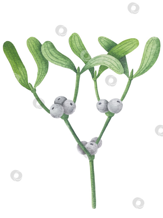Скачать Набор ярких акварельных иллюстраций с изображением омелы и ягод остролиста. Коллекция акварельных веток, листьев и ягод рождественской елки для новогодних поздравительных открыток и оформления баннеров фотосток Ozero