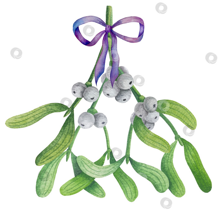 Скачать Набор ярких акварельных иллюстраций с изображением омелы и ягод остролиста. Коллекция акварельных веток, листьев и ягод рождественской елки для новогодних поздравительных открыток и оформления баннеров фотосток Ozero