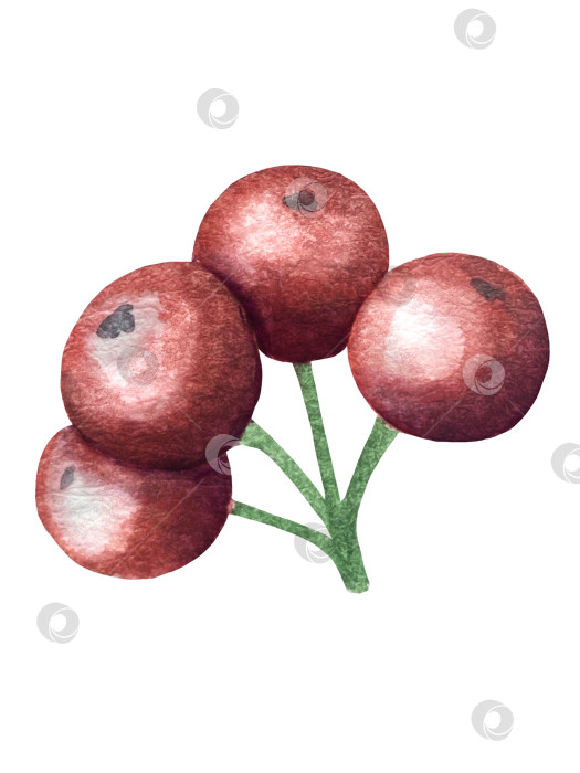 Скачать Набор ярких акварельных иллюстраций с изображением омелы и ягод остролиста. Коллекция акварельных веток, листьев и ягод рождественской елки для новогодних поздравительных открыток и оформления баннеров фотосток Ozero