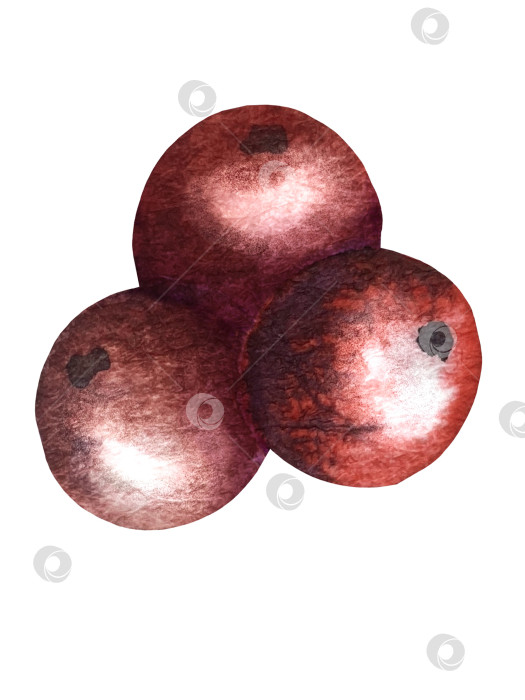 Скачать Набор ярких акварельных иллюстраций с изображением омелы и ягод остролиста. Коллекция акварельных веток, листьев и ягод рождественской елки для новогодних поздравительных открыток и оформления баннеров фотосток Ozero