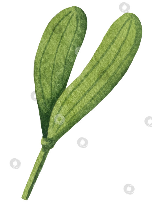 Скачать Набор ярких акварельных иллюстраций с изображением омелы и ягод остролиста. Коллекция акварельных веток, листьев и ягод рождественской елки для новогодних поздравительных открыток и оформления баннеров фотосток Ozero