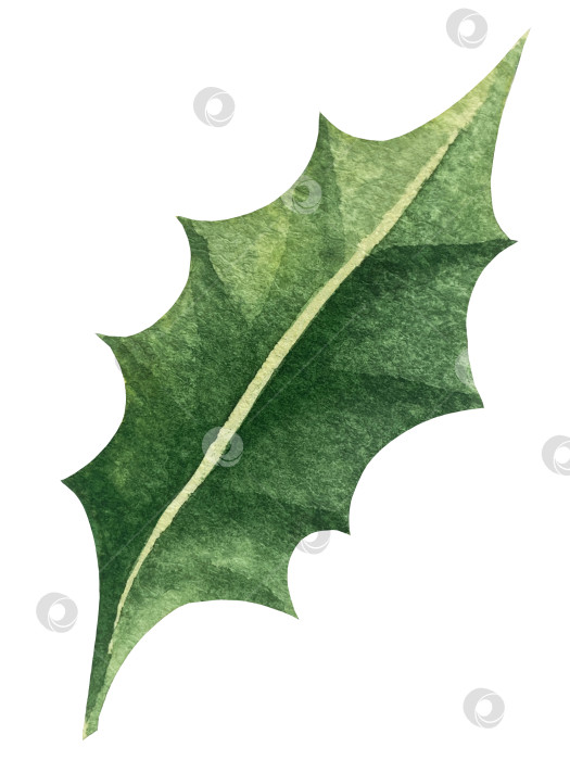 Скачать Набор ярких акварельных иллюстраций с изображением омелы и ягод остролиста. Коллекция акварельных веток, листьев и ягод рождественской елки для новогодних поздравительных открыток и оформления баннеров фотосток Ozero