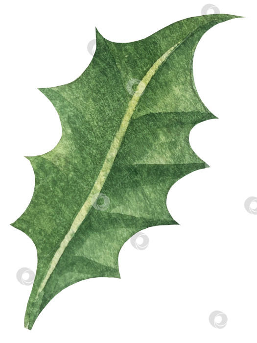 Скачать Набор ярких акварельных иллюстраций с изображением омелы и ягод остролиста. Коллекция акварельных веток, листьев и ягод рождественской елки для новогодних поздравительных открыток и оформления баннеров фотосток Ozero