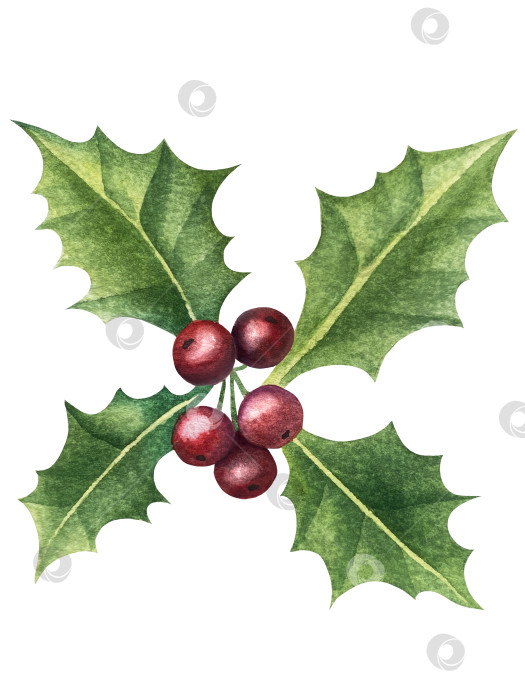 Скачать Набор ярких акварельных иллюстраций с изображением омелы и ягод остролиста. Коллекция акварельных веток, листьев и ягод рождественской елки для новогодних поздравительных открыток и оформления баннеров фотосток Ozero