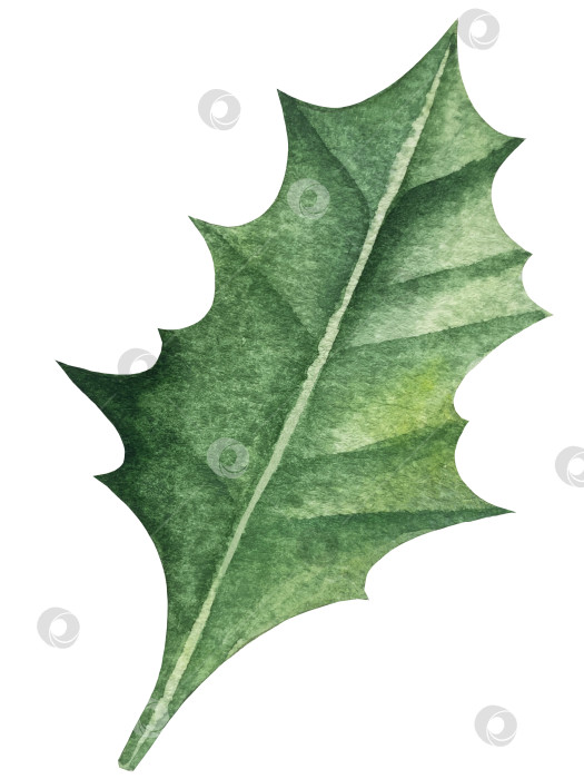 Скачать Набор ярких акварельных иллюстраций с изображением омелы и ягод остролиста. Коллекция акварельных веток, листьев и ягод рождественской елки для новогодних поздравительных открыток и оформления баннеров фотосток Ozero