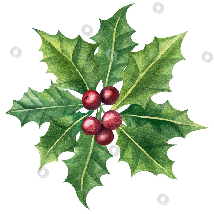 Скачать Набор ярких акварельных иллюстраций с изображением омелы и ягод остролиста. Коллекция акварельных веток, листьев и ягод рождественской елки для новогодних поздравительных открыток и оформления баннеров фотосток Ozero
