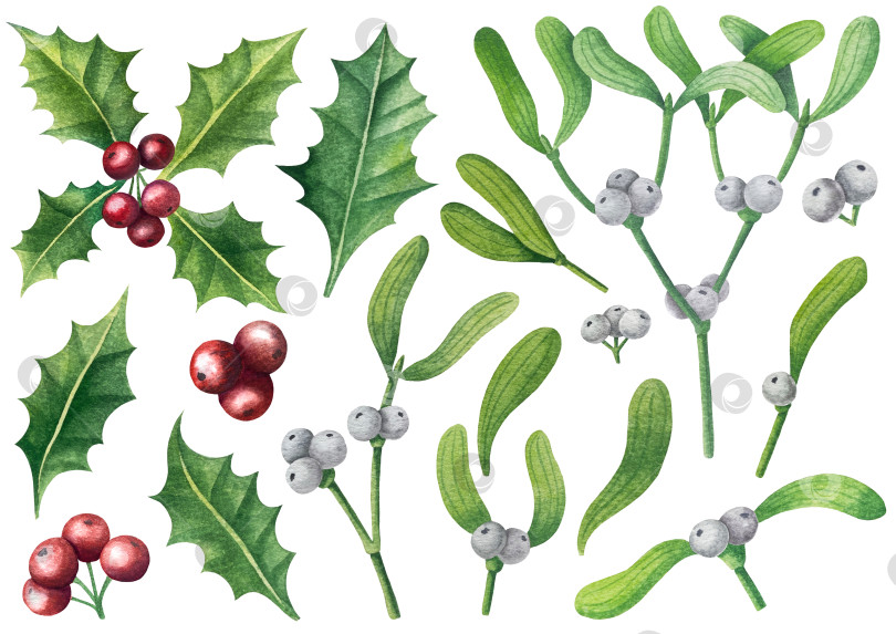 Скачать Набор ярких акварельных иллюстраций с изображением омелы и ягод остролиста. Коллекция акварельных веток, листьев и ягод рождественской елки для новогодних поздравительных открыток и оформления баннеров фотосток Ozero