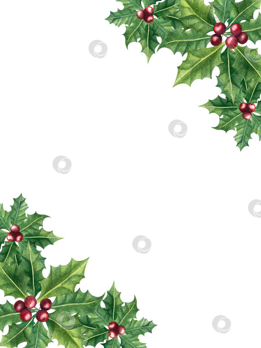 Скачать Набор ярких акварельных иллюстраций с изображением омелы и ягод остролиста. Коллекция акварельных веток, листьев и ягод рождественской елки для новогодних поздравительных открыток и оформления баннеров фотосток Ozero
