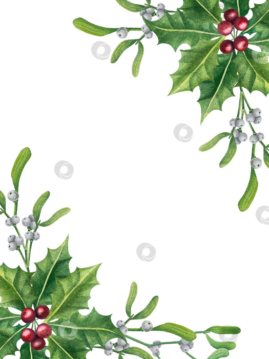 Скачать Набор ярких акварельных иллюстраций с изображением омелы и ягод остролиста. Коллекция акварельных веток, листьев и ягод рождественской елки для новогодних поздравительных открыток и оформления баннеров фотосток Ozero