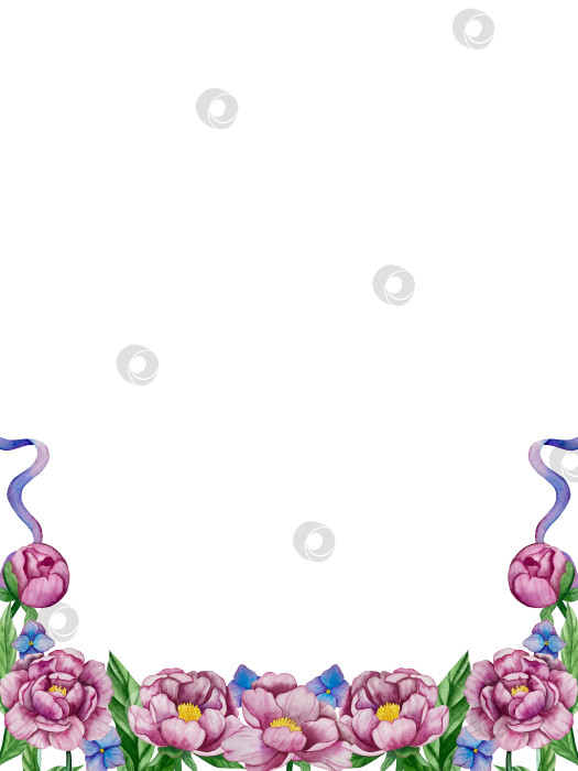 Скачать Розовые садовые цветы на белом фоне, акварельная иллюстрация. Розовый цветочный букет, бордовые пионы в обрамлении. сиреневая гортензия, рамка, венок. Летний дизайн. Приглашение на свадьбу фотосток Ozero