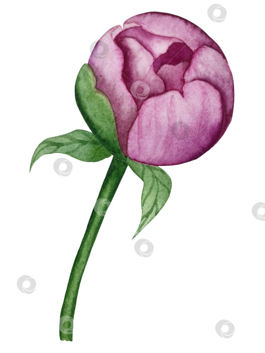 Скачать Розовые садовые цветы на белом фоне, акварельная иллюстрация. Розовый цветочный букет, бордовые пионы в обрамлении. сиреневая гортензия, рамка, венок. Летний дизайн. Приглашение на свадьбу фотосток Ozero