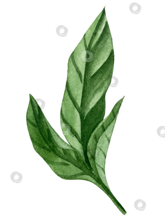 Скачать Розовые садовые цветы на белом фоне, акварельная иллюстрация. Розовый цветочный букет, бордовые пионы в обрамлении. сиреневая гортензия, рамка, венок. Летний дизайн. Приглашение на свадьбу фотосток Ozero