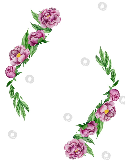 Скачать Розовые садовые цветы на белом фоне, акварельная иллюстрация. Розовый цветочный букет, бордовые пионы в обрамлении. сиреневая гортензия, рамка, венок. Летний дизайн. Приглашение на свадьбу фотосток Ozero