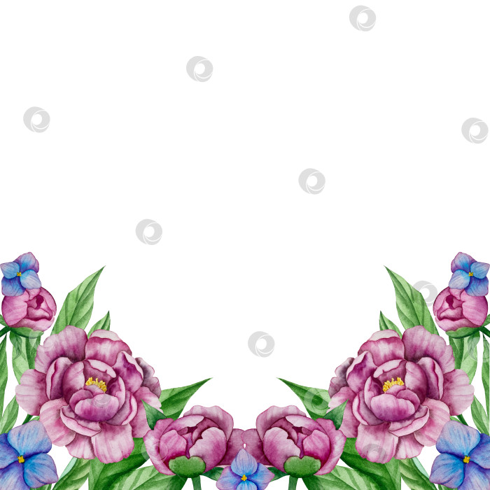 Скачать Розовые садовые цветы на белом фоне, акварельная иллюстрация. Розовый цветочный букет, бордовые пионы в обрамлении. сиреневая гортензия, рамка, венок. Летний дизайн. Приглашение на свадьбу фотосток Ozero