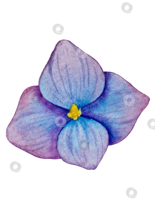 Скачать Розовые садовые цветы на белом фоне, акварельная иллюстрация. Розовый цветочный букет, бордовые пионы в обрамлении. сиреневая гортензия, рамка, венок. Летний дизайн. Приглашение на свадьбу фотосток Ozero