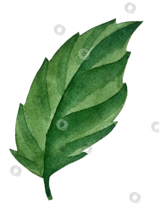 Скачать Розовые садовые цветы на белом фоне, акварельная иллюстрация. Розовый цветочный букет, бордовые пионы в обрамлении. сиреневая гортензия, рамка, венок. Летний дизайн. Приглашение на свадьбу фотосток Ozero