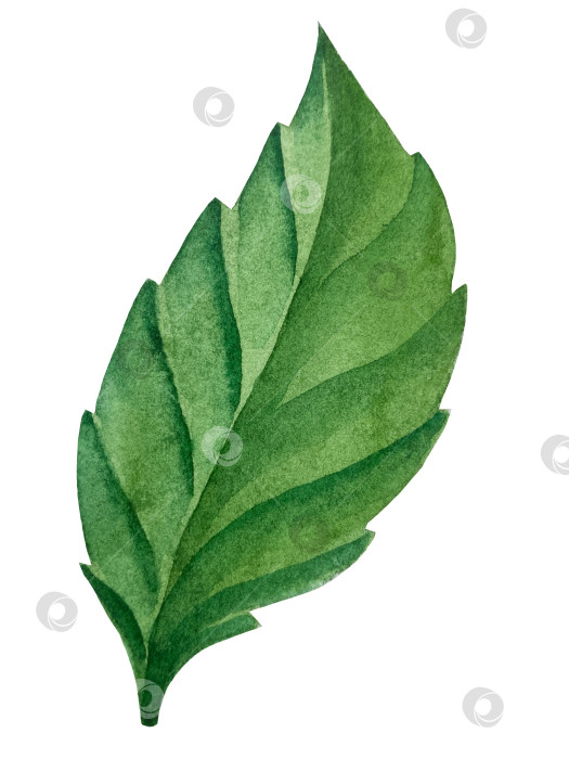 Скачать Розовые садовые цветы на белом фоне, иллюстрация акварелью. Розовый цветочный букет, бордовые пионы в обрамлении. сиреневая гортензия, рамка, венок. Летний дизайн. Приглашение на свадьбу фотосток Ozero