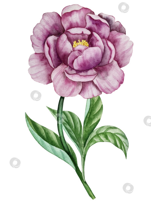 Скачать Розовые садовые цветы на белом фоне, иллюстрация акварелью. Розовый цветочный букет, бордовые пионы в обрамлении. сиреневая гортензия, рамка, венок. Летний дизайн. Приглашение на свадьбу фотосток Ozero