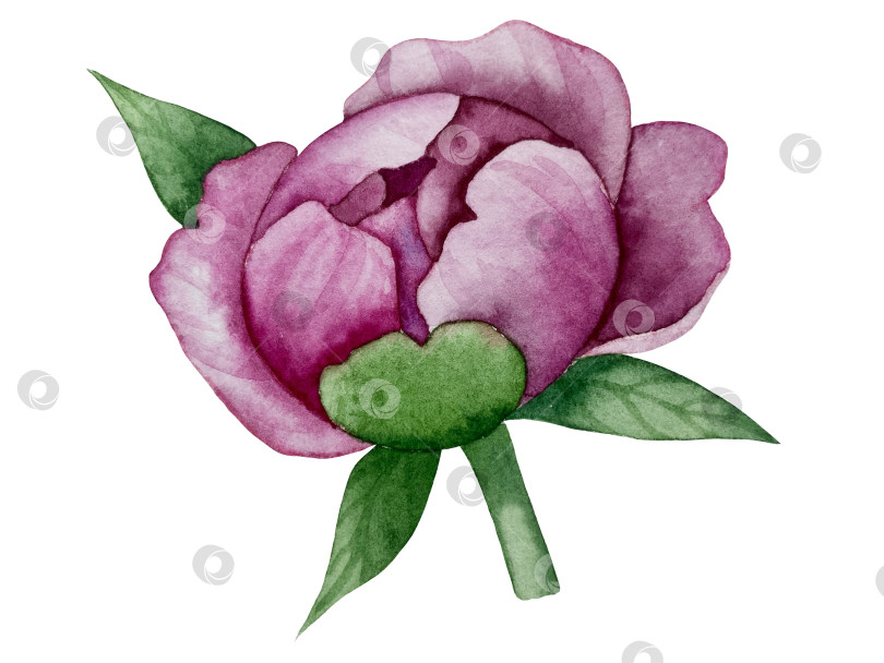 Скачать Розовые садовые цветы на белом фоне, акварельная иллюстрация. Розовый цветочный букет, бордовые пионы в обрамлении. сиреневая гортензия, рамка, венок. Летний дизайн. Приглашение на свадьбу фотосток Ozero