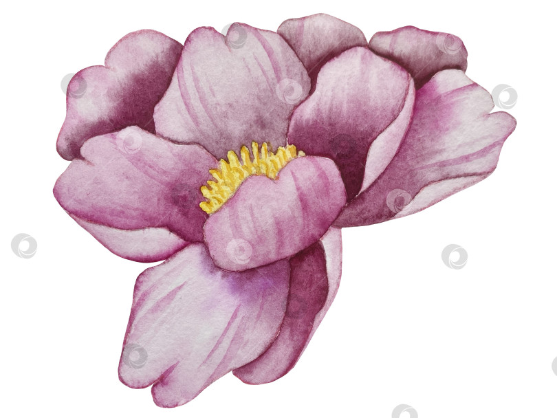 Скачать Розовые садовые цветы на белом фоне, иллюстрация акварелью. Розовый цветочный букет, бордовые пионы в обрамлении. сиреневая гортензия, рамка, венок. Летний дизайн. Приглашение на свадьбу фотосток Ozero