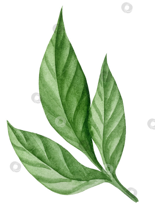 Скачать Розовые садовые цветы на белом фоне, акварельная иллюстрация. Розовый цветочный букет, бордовые пионы в обрамлении. сиреневая гортензия, рамка, венок. Летний дизайн. Приглашение на свадьбу фотосток Ozero