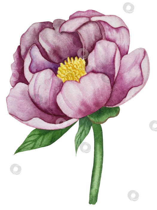 Скачать Розовые садовые цветы на белом фоне, акварельная иллюстрация. Розовый цветочный букет, бордовые пионы в обрамлении. сиреневая гортензия, рамка, венок. Летний дизайн. Приглашение на свадьбу фотосток Ozero