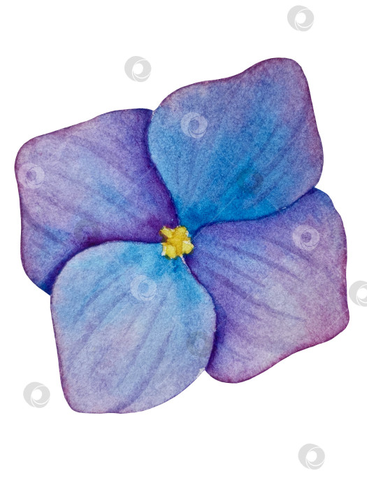 Скачать Розовые садовые цветы на белом фоне, акварельная иллюстрация. Розовый цветочный букет, бордовые пионы в обрамлении. сиреневая гортензия, рамка, венок. Летний дизайн. Приглашение на свадьбу фотосток Ozero